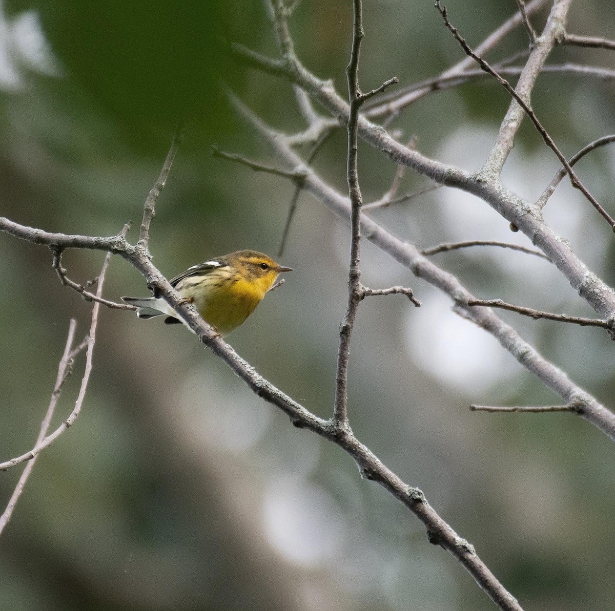 Blackburnian Warbler - ML478306271