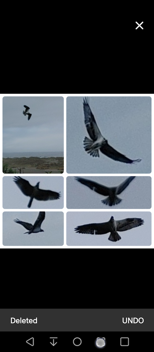 Falco pescatore - ML478310351