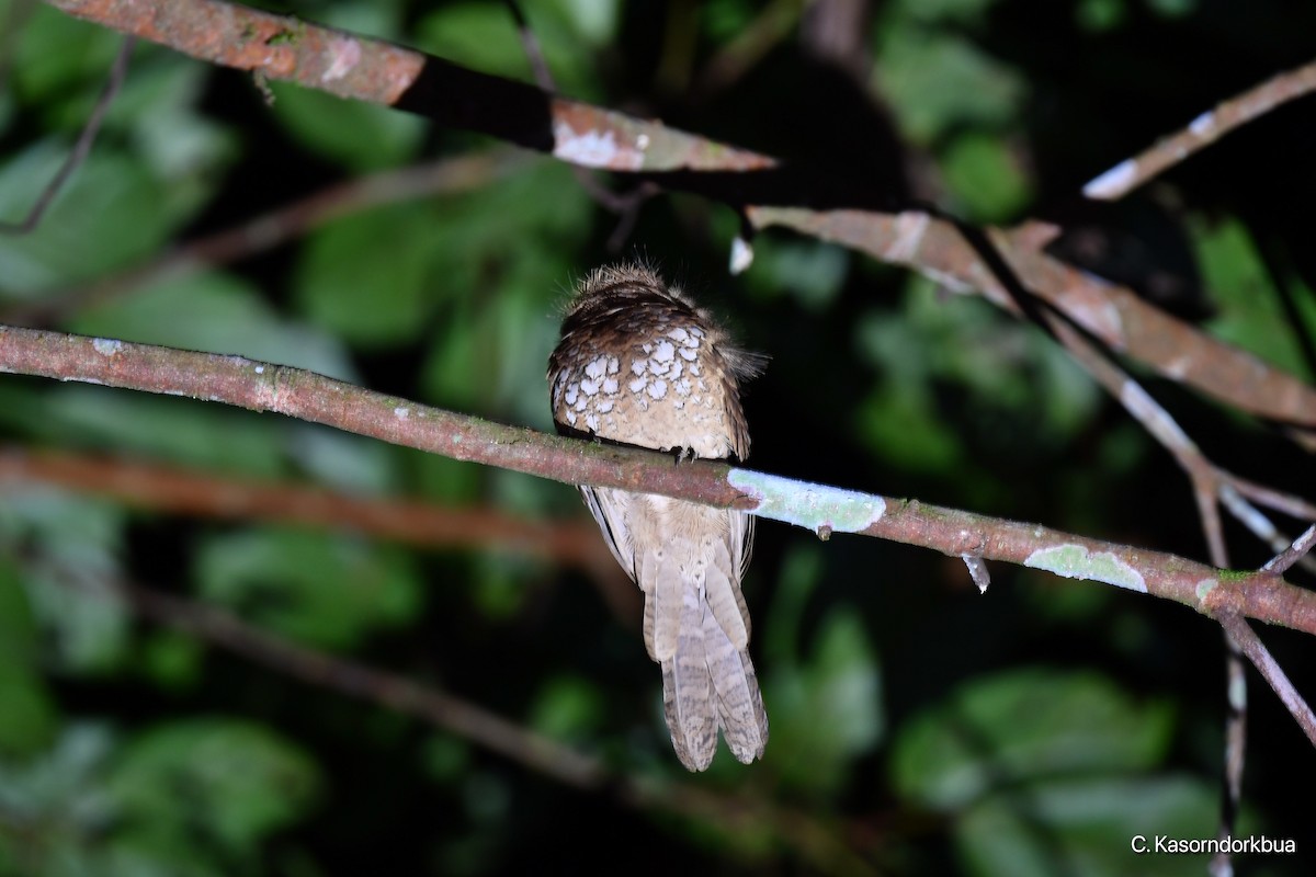 Blyth's Frogmouth (Blyth's) - Chaiyan Kasorndorkbua