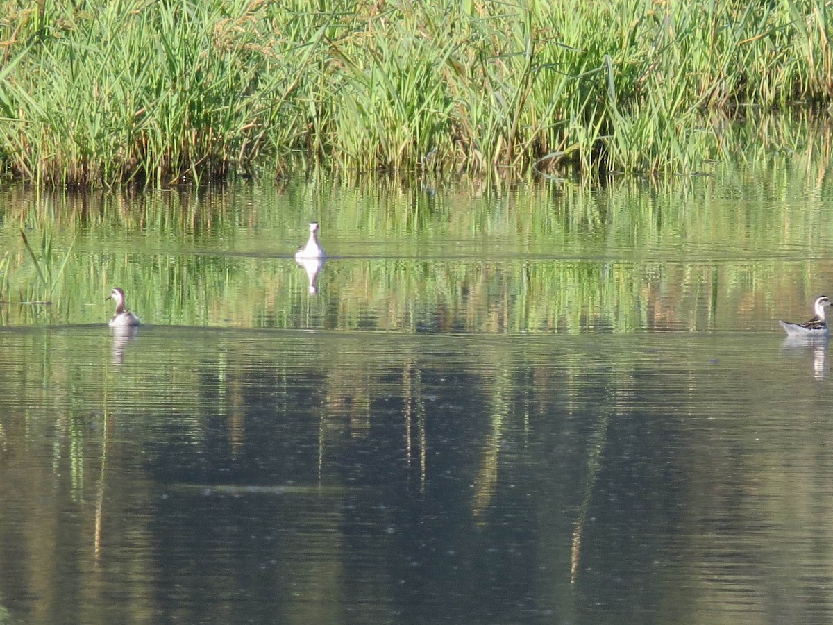 Phalarope à bec étroit - ML478311981