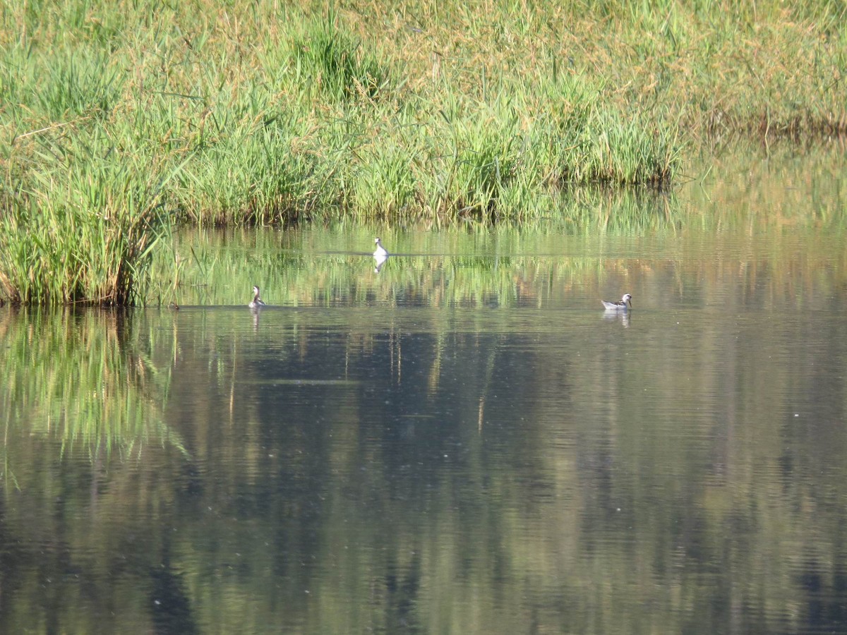 Red-necked Phalarope - ML478312041