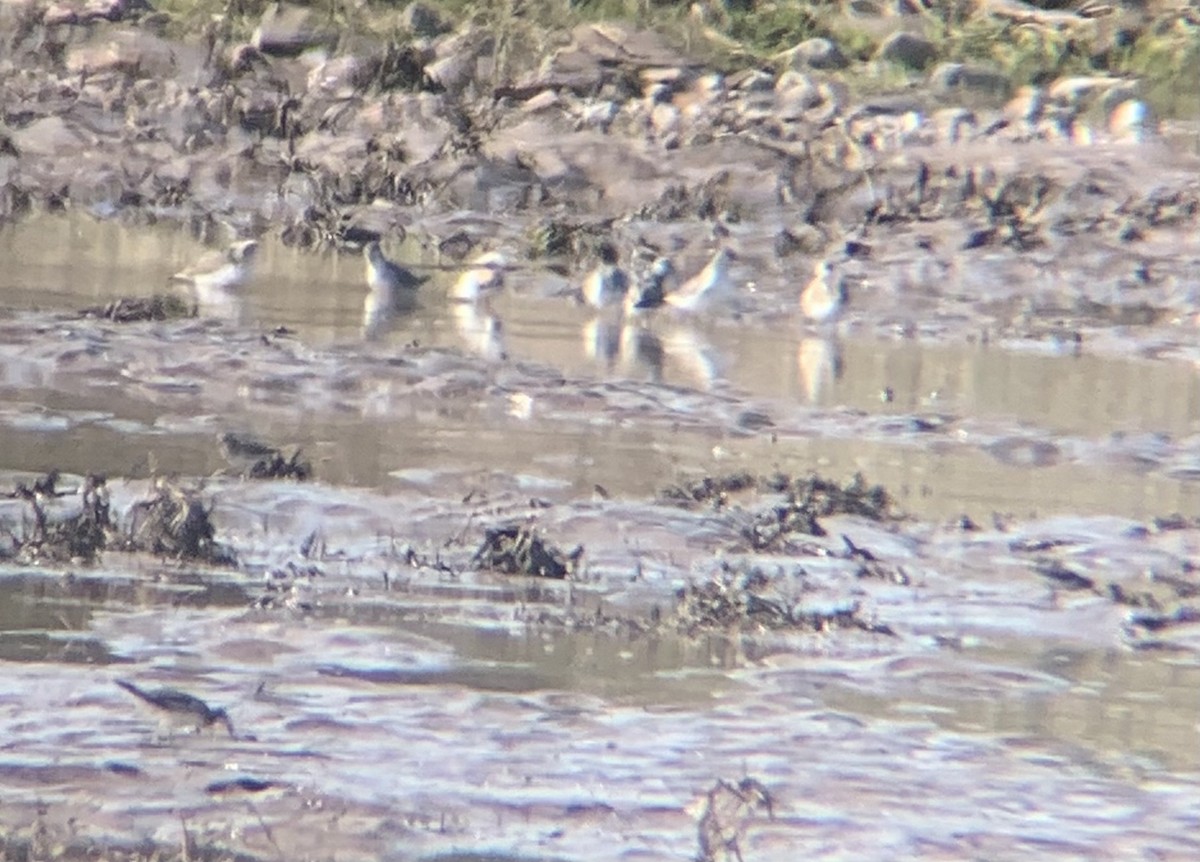 Wilson's Phalarope - ML478312821