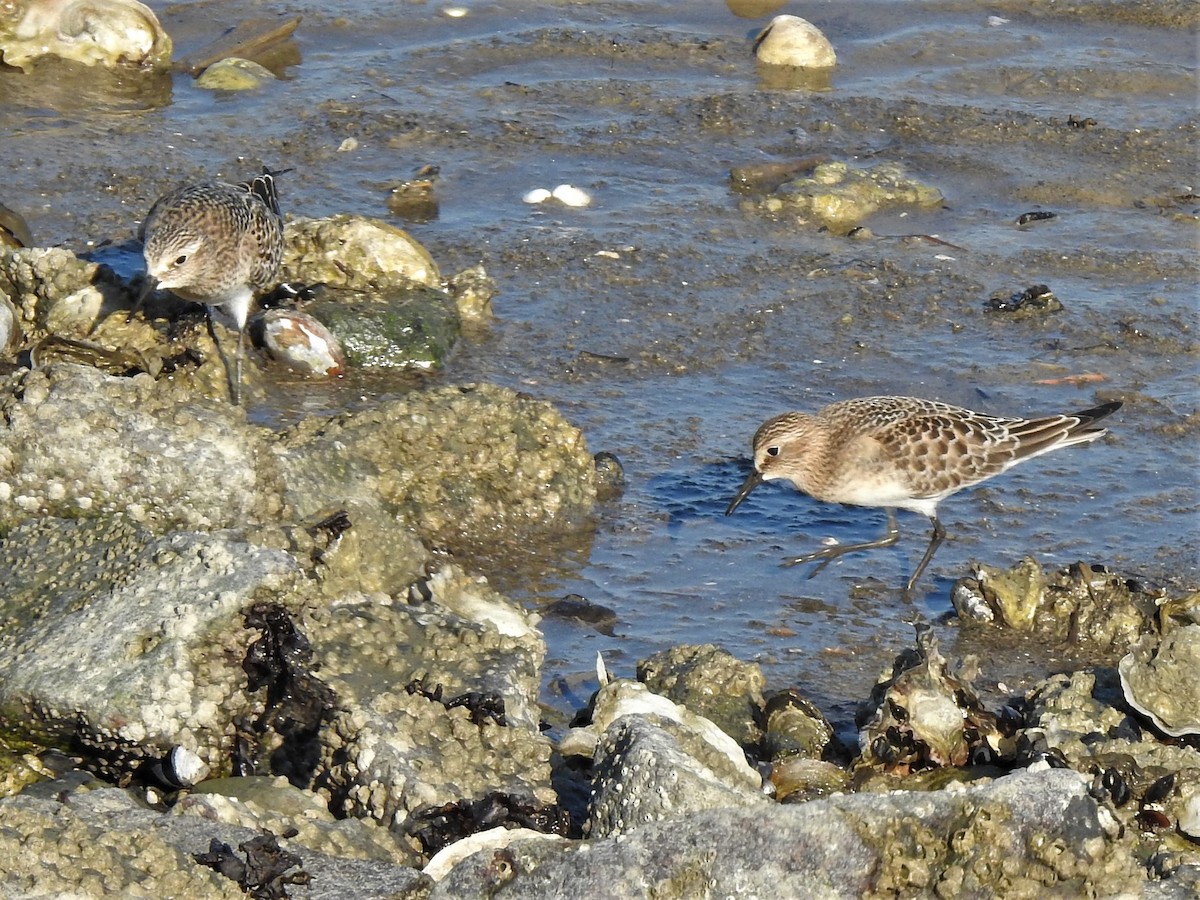 gulbrystsnipe - ML478313601