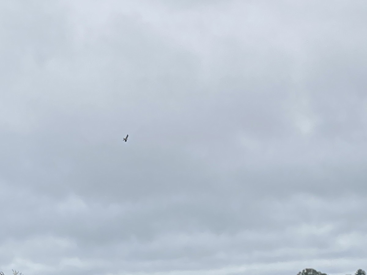 Swallow-tailed Kite - Jeanette Moorman