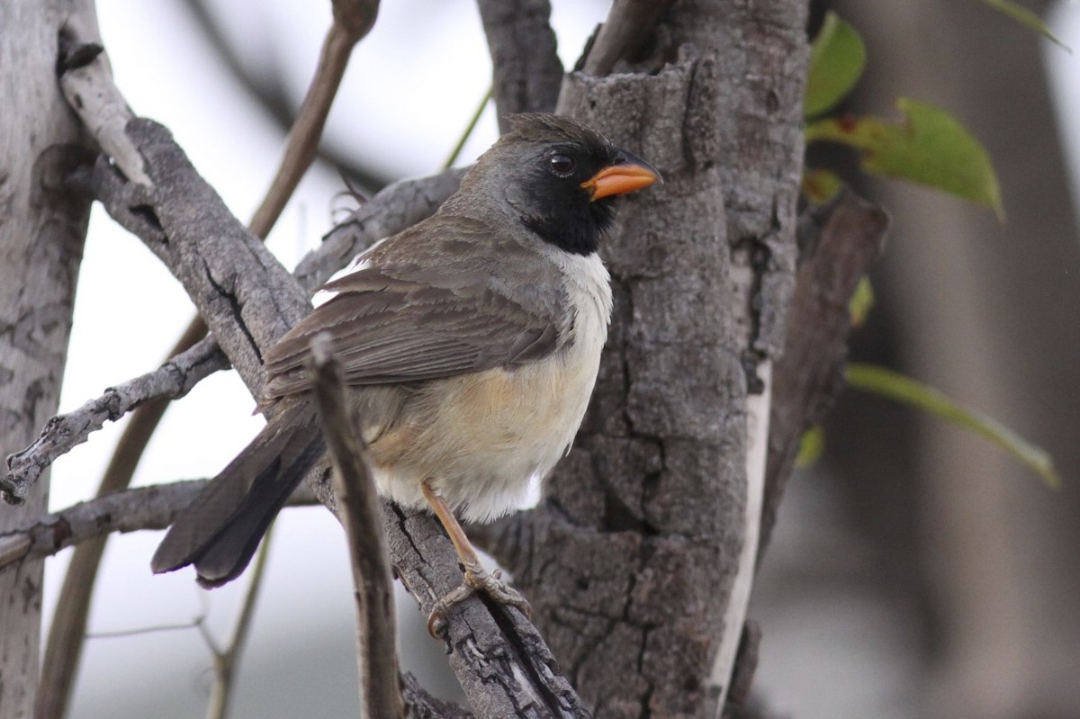 Black-throated Saltator - ML47831661