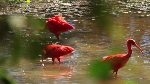 Scarlet Ibis - ML478317