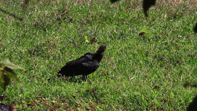 Sharp-tailed Ibis - ML478319