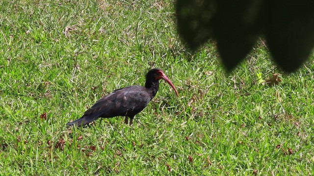 Sharp-tailed Ibis - ML478320