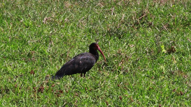 Sharp-tailed Ibis - ML478321