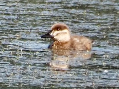 Érismature rousse - ML478321091