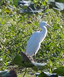 Snowy Egret - ML478321131