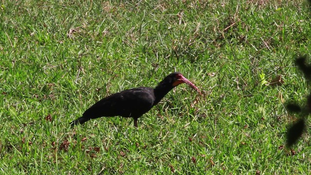 Sharp-tailed Ibis - ML478322