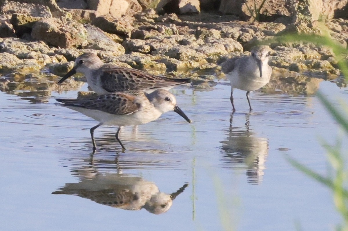 Western Sandpiper - ML478322641