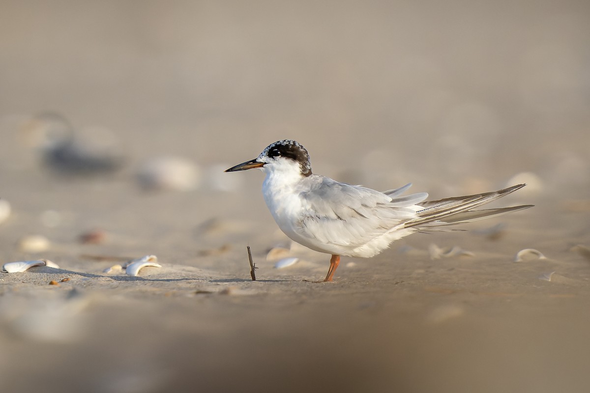 Forster's Tern - ML478323171