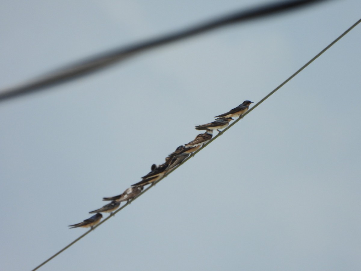 Barn Swallow - ML478323901