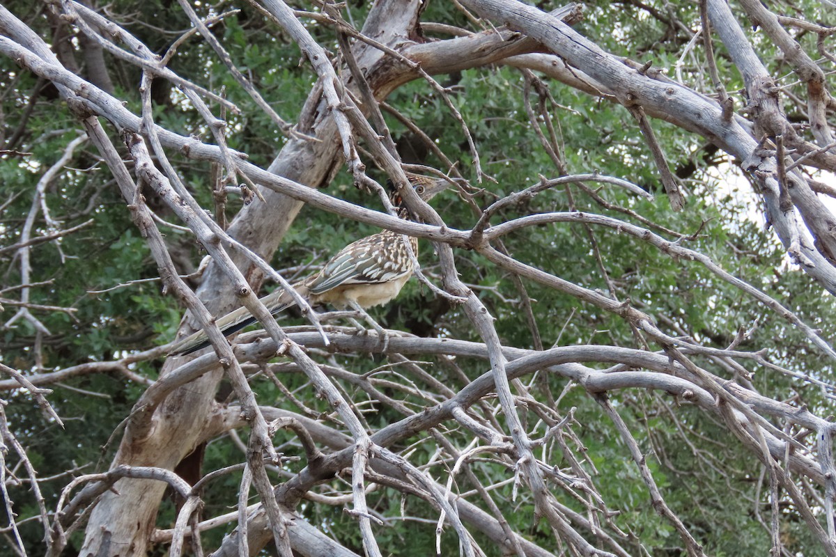 Greater Roadrunner - ML478324891