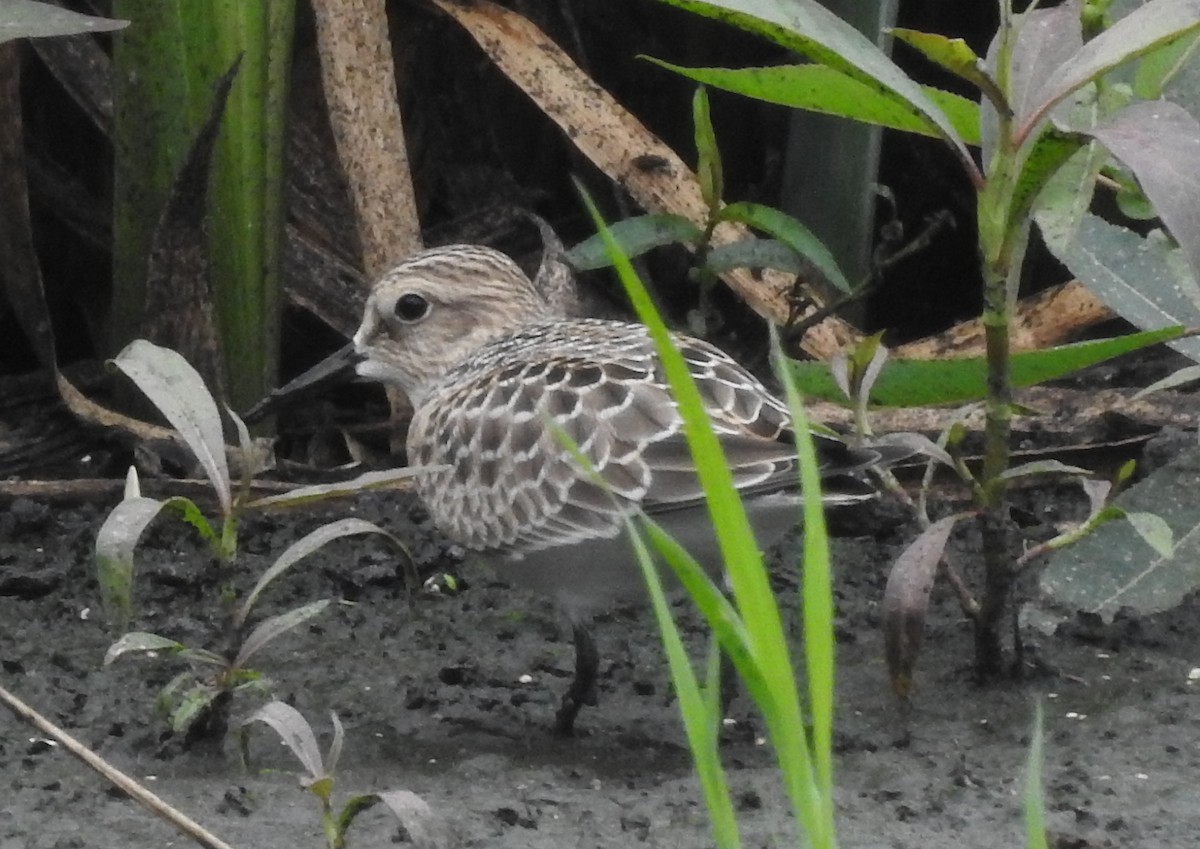 Baird's Sandpiper - ML478325071