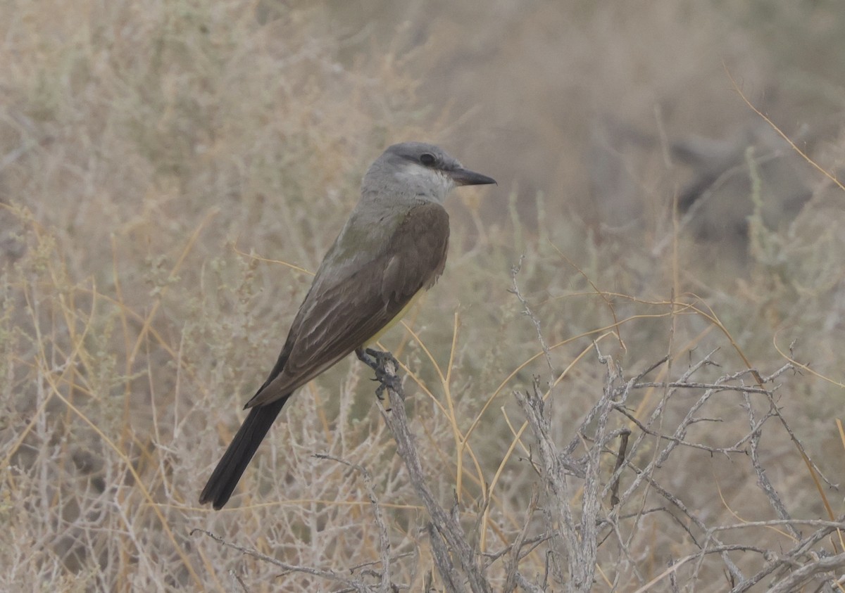 Western Kingbird - ML478325551