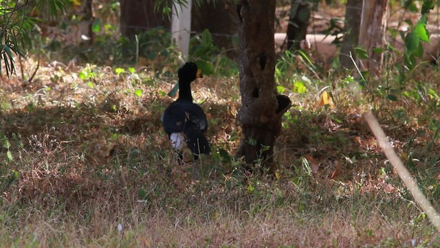 Yellow-knobbed Curassow - ML478328