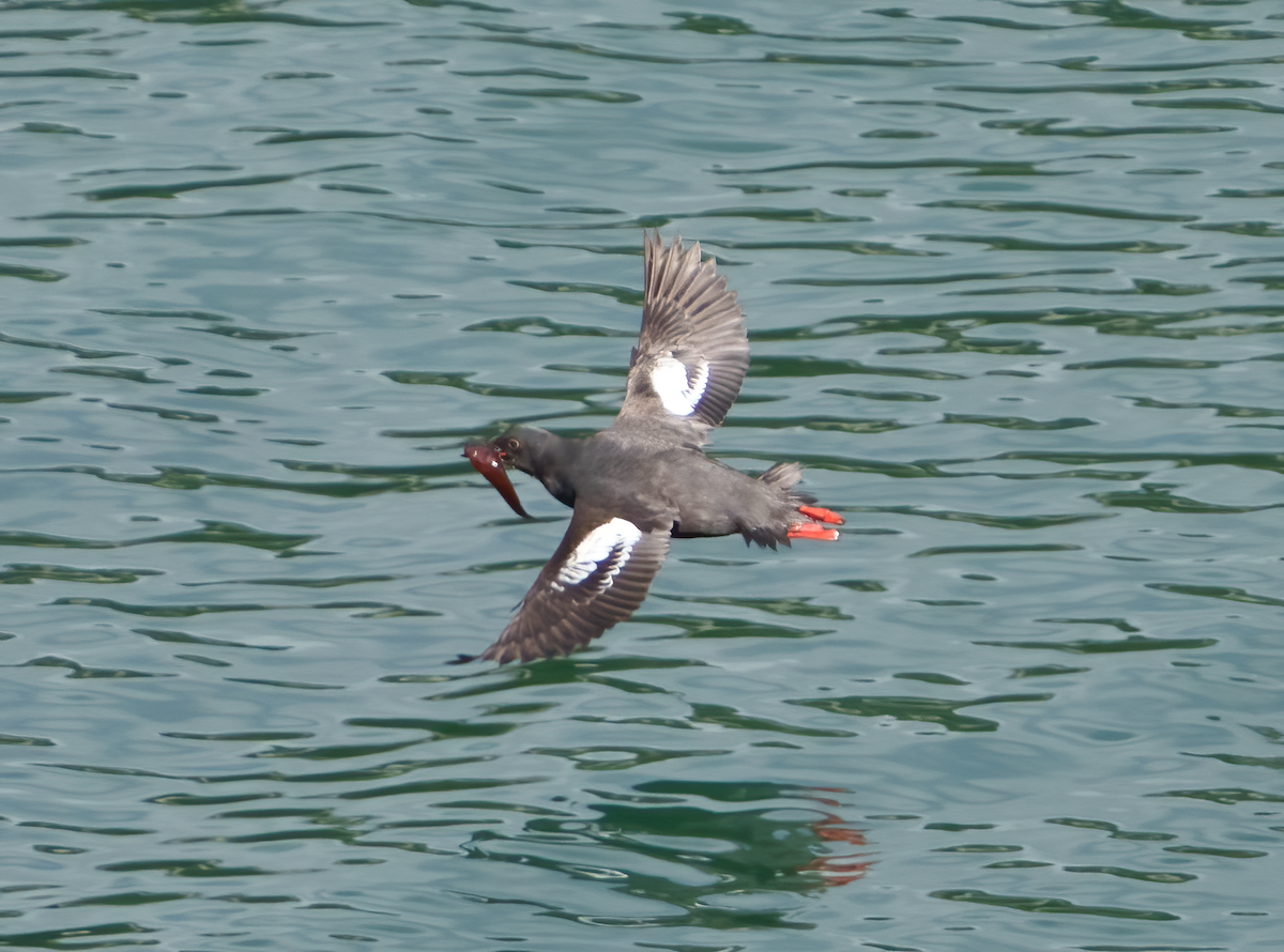 Pigeon Guillemot - ML478328591