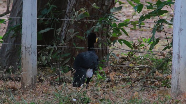 Yellow-knobbed Curassow - ML478329