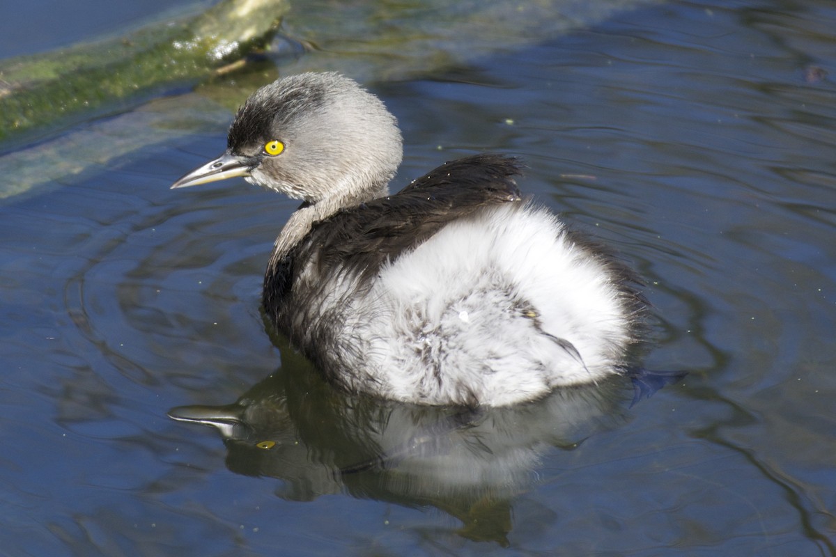 Least Grebe - ML47832961