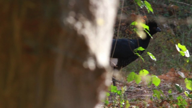 Yellow-knobbed Curassow - ML478330