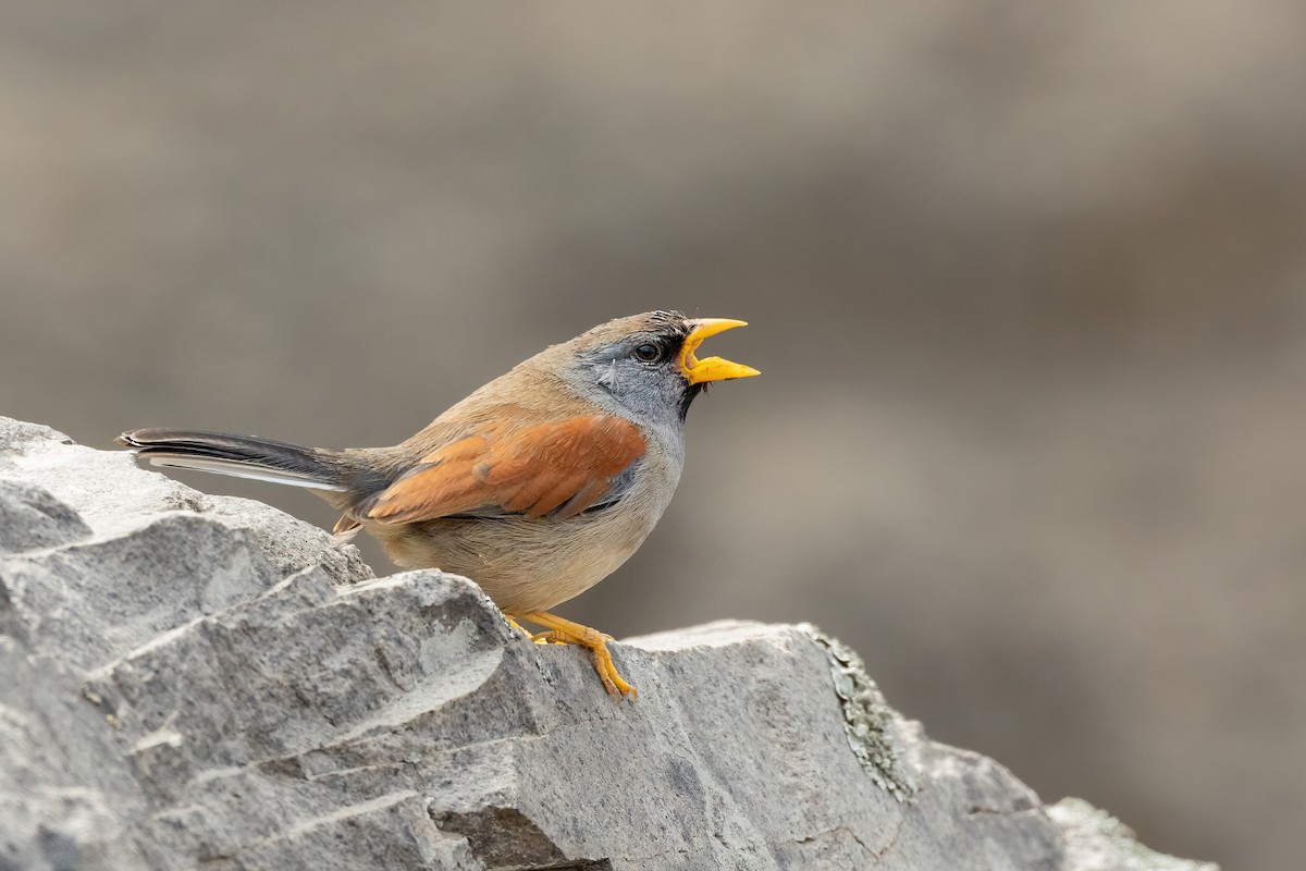 Great Inca-Finch - Thibaud Aronson