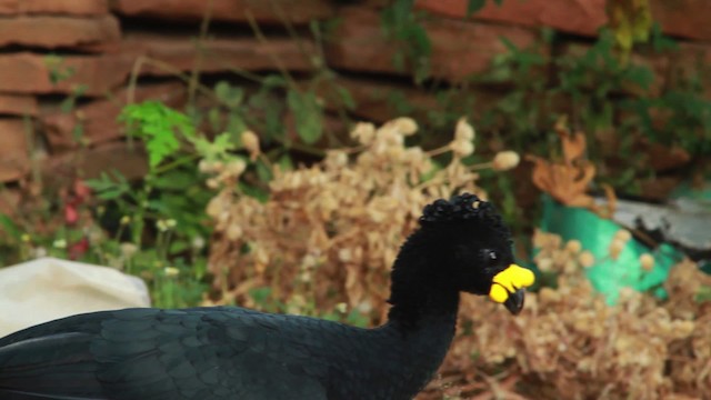 Yellow-knobbed Curassow - ML478331