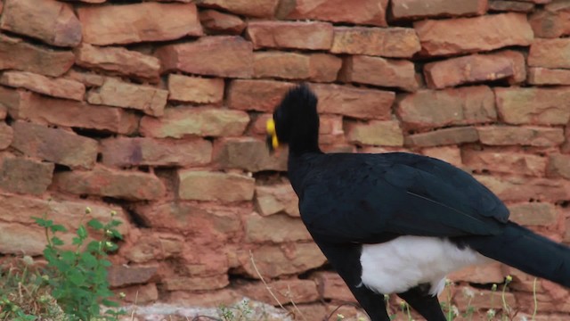 Yellow-knobbed Curassow - ML478332