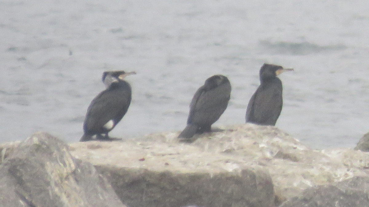 Great Cormorant - Ruben  Stoll