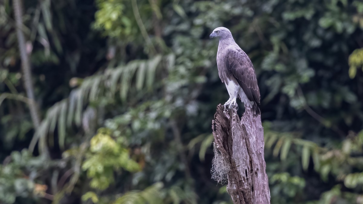 Lesser Fish-Eagle - ML478332711