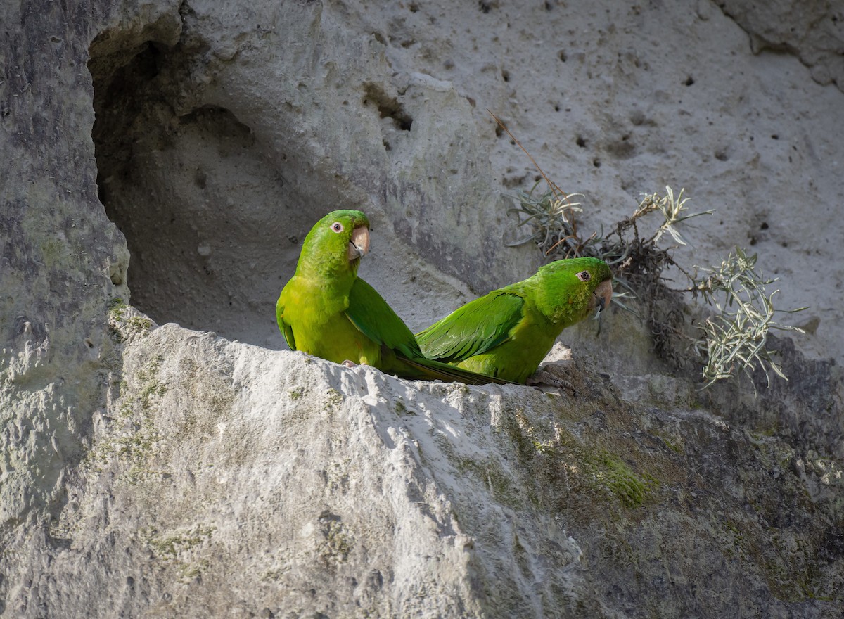 Зелёная аратинга - ML478332751