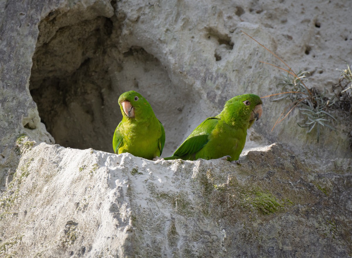 Зелёная аратинга - ML478332761