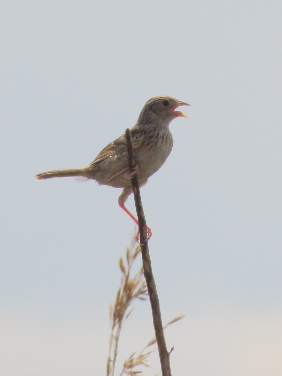 Grasshopper Sparrow - ML478332801