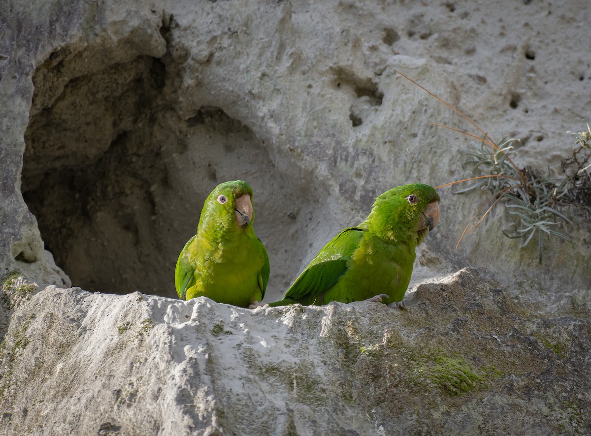 Зелёная аратинга - ML478332831