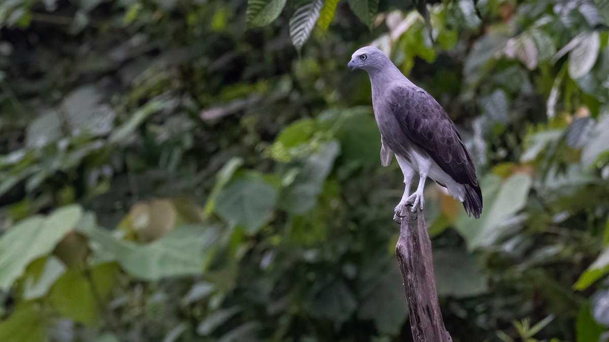 Lesser Fish-Eagle - ML478332941