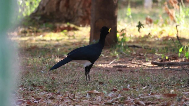 Yellow-knobbed Curassow - ML478333