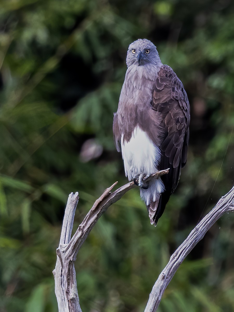 Braunschwanz-Seeadler - ML478333031