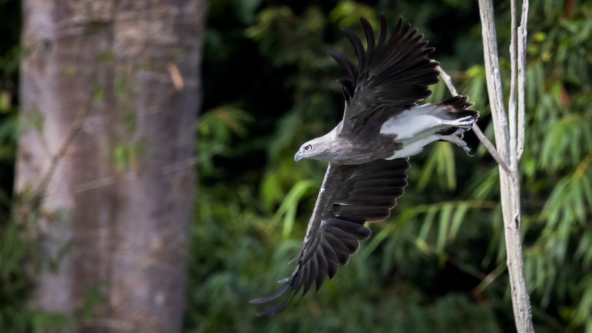 Braunschwanz-Seeadler - ML478333311