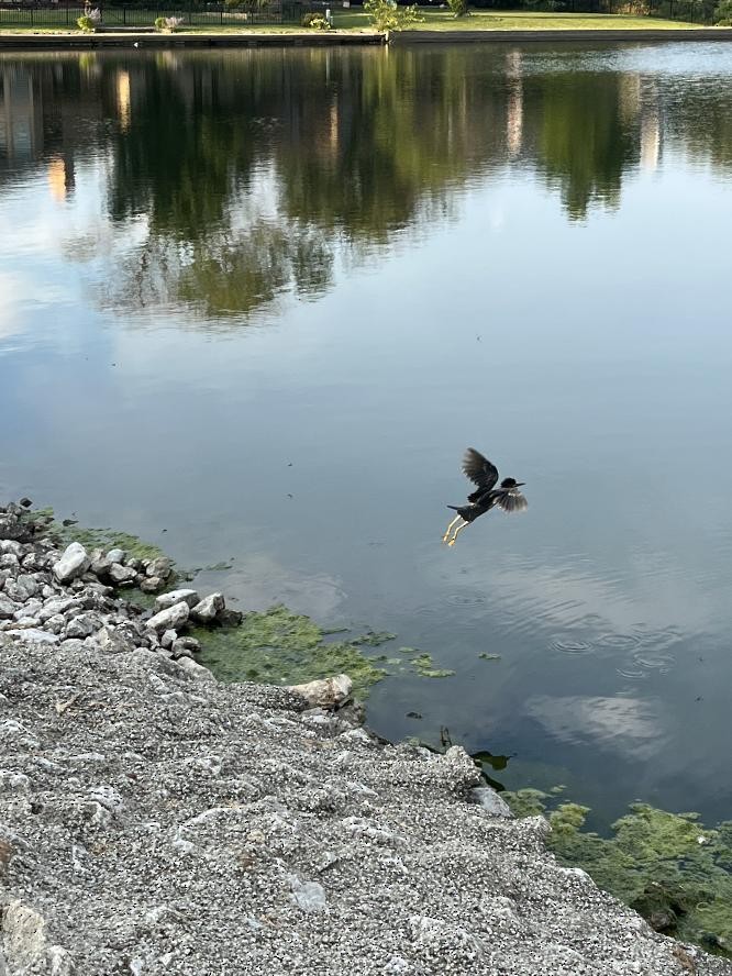 Green Heron - ML478333361