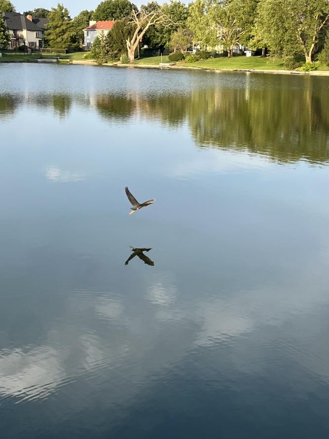 Green Heron - ML478333371