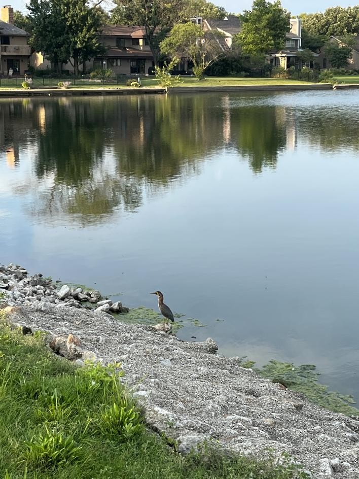 Green Heron - ML478333381
