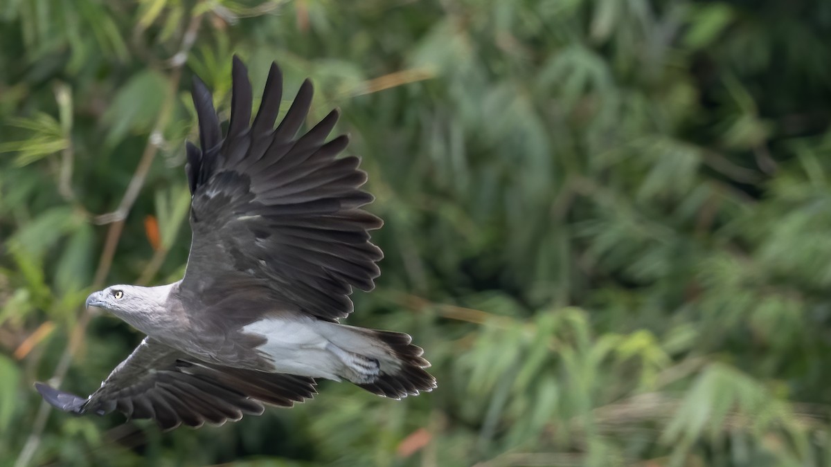 Lesser Fish-Eagle - ML478333421