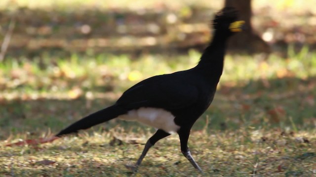 Yellow-knobbed Curassow - ML478334