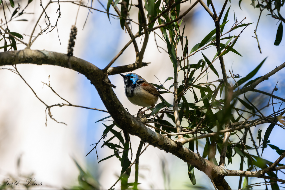 Variegated Fairywren - ML478334121