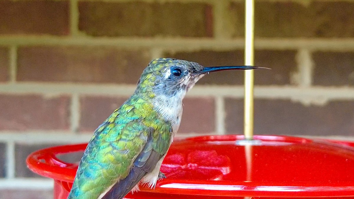 Ruby-throated Hummingbird - Paul Clifford