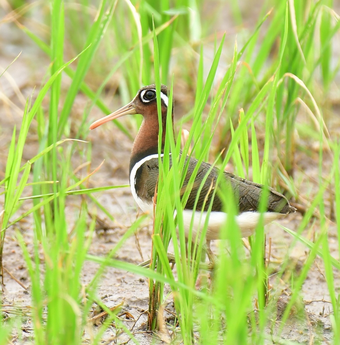 Greater Painted-Snipe - ML478334361