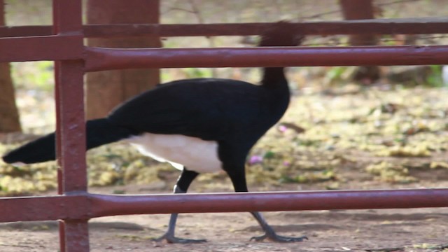 Yellow-knobbed Curassow - ML478335