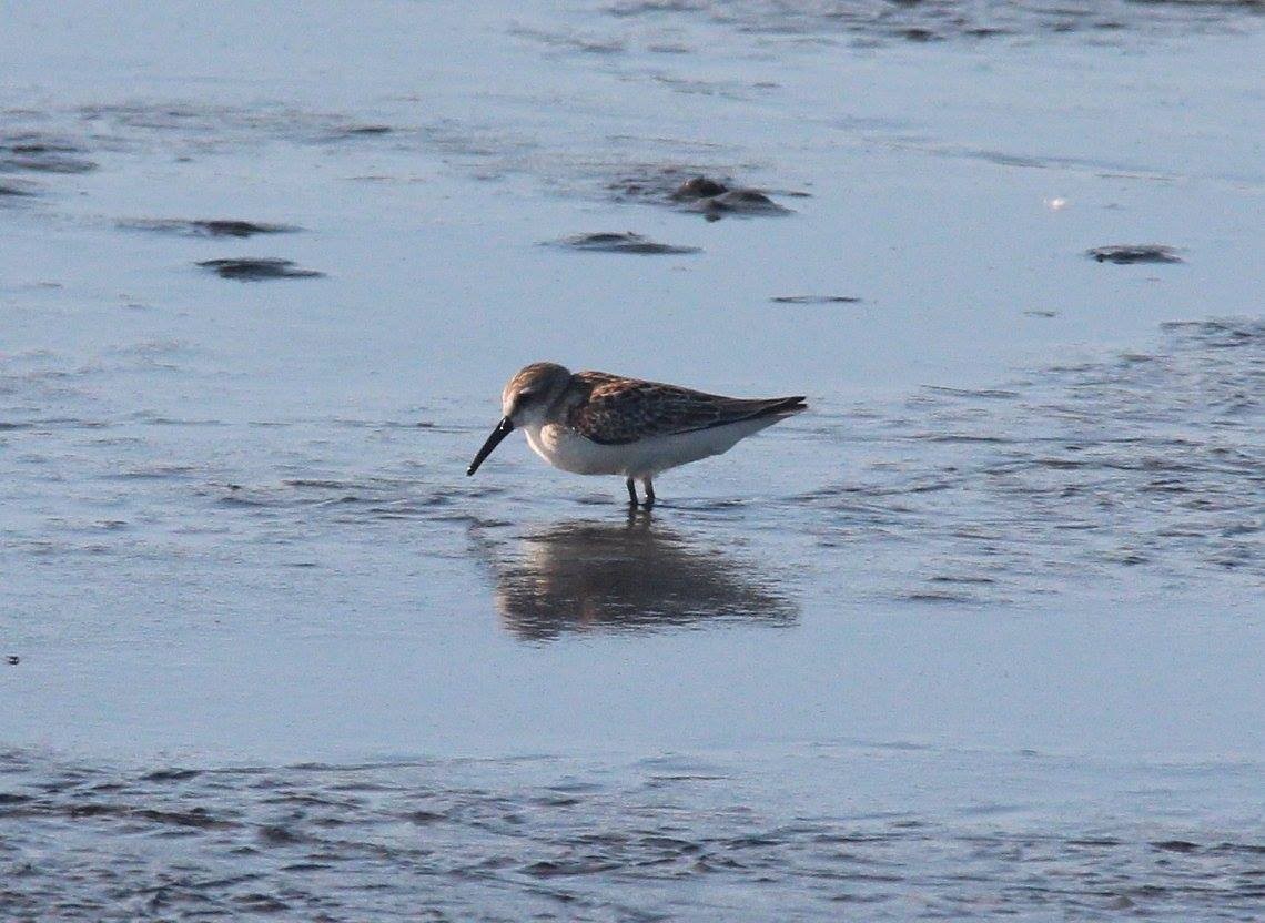 Western Sandpiper - ML478337021